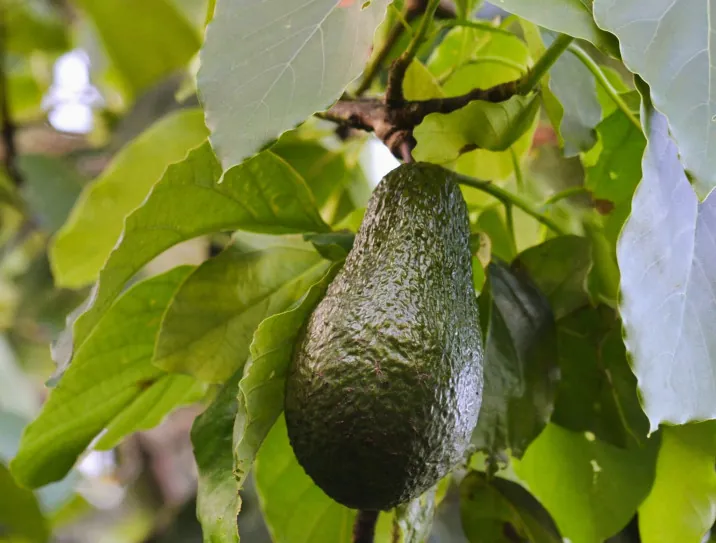 An avocado hangs among green leaves, illustrating the avocado trees planted through the West End Seniors’ Network partnership.